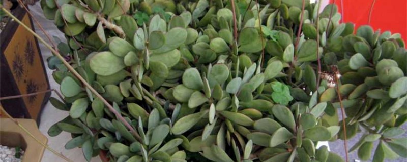 紫章的扦插方法 (紫章扦插时间和步骤)