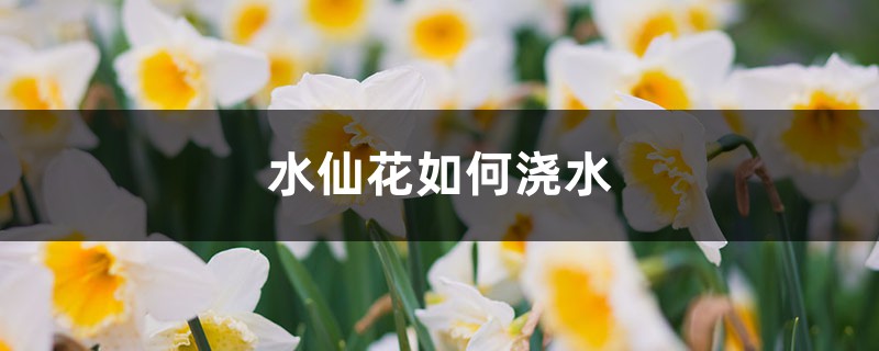 水仙花如何浇水 (水仙花浇水常识)